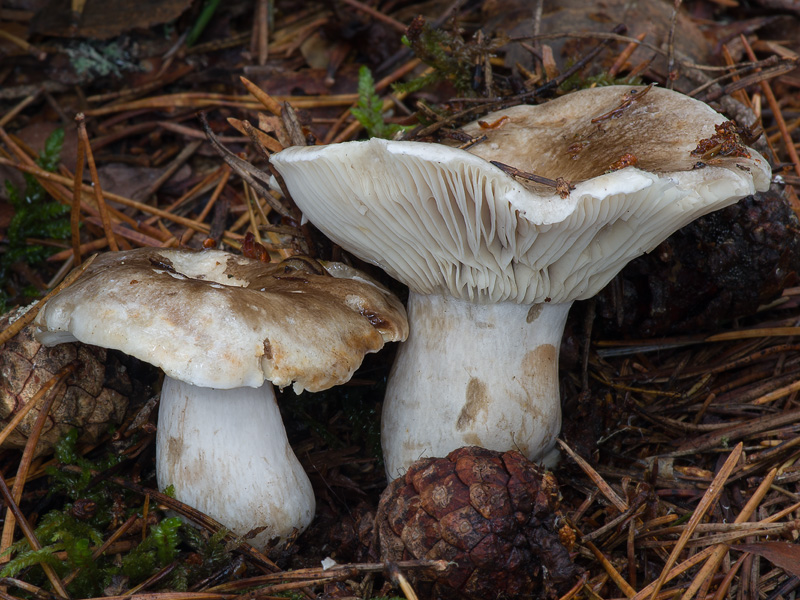 Russula densifolia